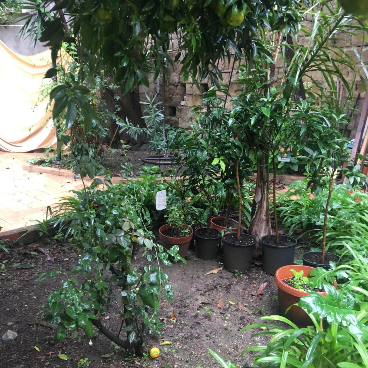 לינה וארוחת בוקר נאפולי Il Giardino Di Daphne מראה חיצוני תמונה